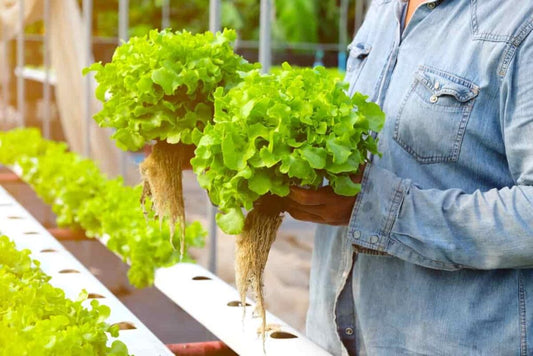 Making Your Own Hydroponic Nutrients