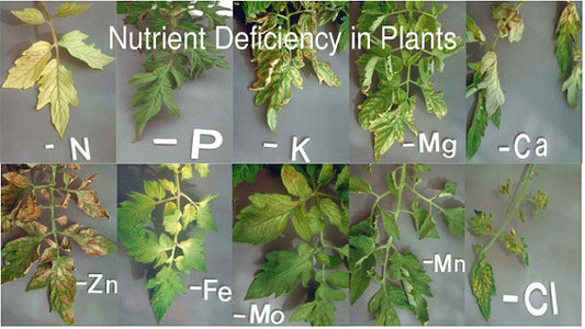 Nutrient Deficiencies - Symptoms Expressed Through Leaves