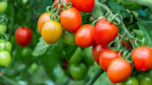 Tomato Planting Guide