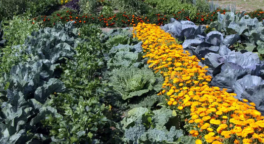 How to control pests in the vegetable garden.