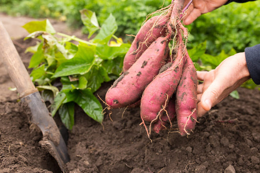How to grow sweet potatoes?