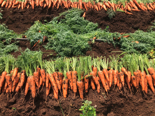 How to Grow Carrots?